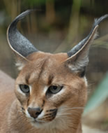 Caracal