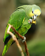 Orange-winged Parrot