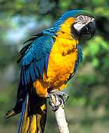 Синьожълт ара