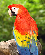 Червен ара