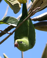 Жълтокрил тънкоклюн папагал