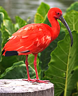 Rød ibis