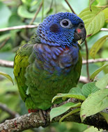Papegøje med blåt hoved