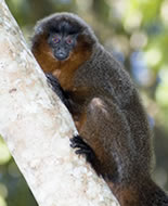 Kızıl Göbekli Titi Maymunu