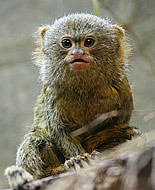Maimuta pigmeu