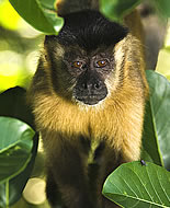 Takkeli Kapuçin Maymunu