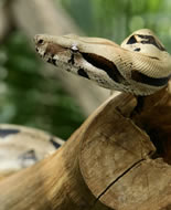 Boa Constrictor