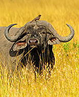 Bufalo nero