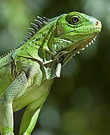 Yeşil İguana