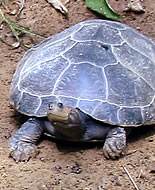 Sarı Başlı Kaplumbağa