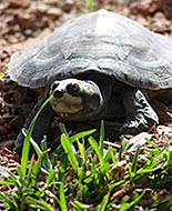 Podocnemis unifilis (havssköldpadda)