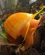 Golden Apple Snail