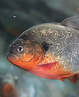 Rode piranha