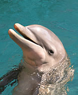 Pelēkais delfīns