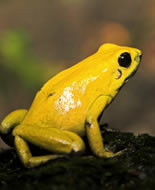 Zlatna otrovna žaba 