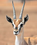 Thomson-gazella