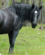 Ουγγρικό Άλογο