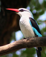 Woodland Kingfisher