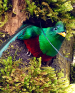 Quetzal splendente
