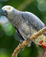 African Grey Parrot