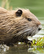 Nutria