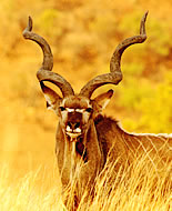 Antilopa kudu