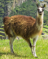 Llama