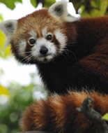 Red Panda