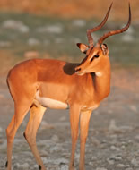 Impalaantilop