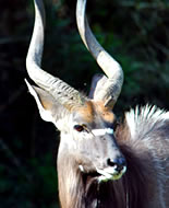 Nyala antilope