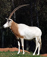 Oryxul din Libia