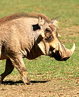 Common Warthog