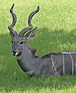 Kudu-pequeno