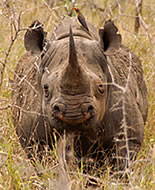 Rhinocéros Noir