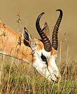 Springbok Gazelle