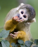 Maimuta veverita comuna