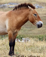 Calul lui Przewalski 