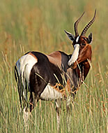 Tarka antilop (Bontebock)