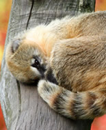 Ring-tailed Coati