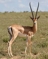 Grant gazelle