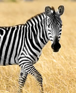 Stepinis Zebras