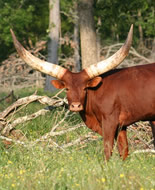 Watusi Ankole