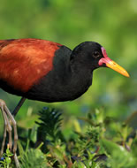 Crna ptica jacana