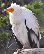 Egyptian Vulture