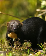 Νυφίτσα Tayra