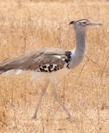 Kori Bustard