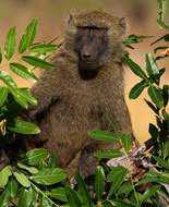 Olive Baboon