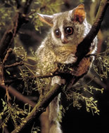 Galago senegalski