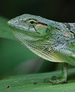 Common Monkey Lizard