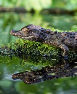 Smooth-fronted Caiman